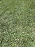 Soft Leaf Buffalo Turf