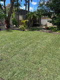 Soft Leaf Buffalo Turf